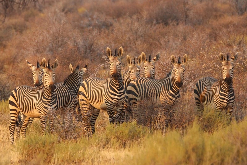 African Cultural Immersion